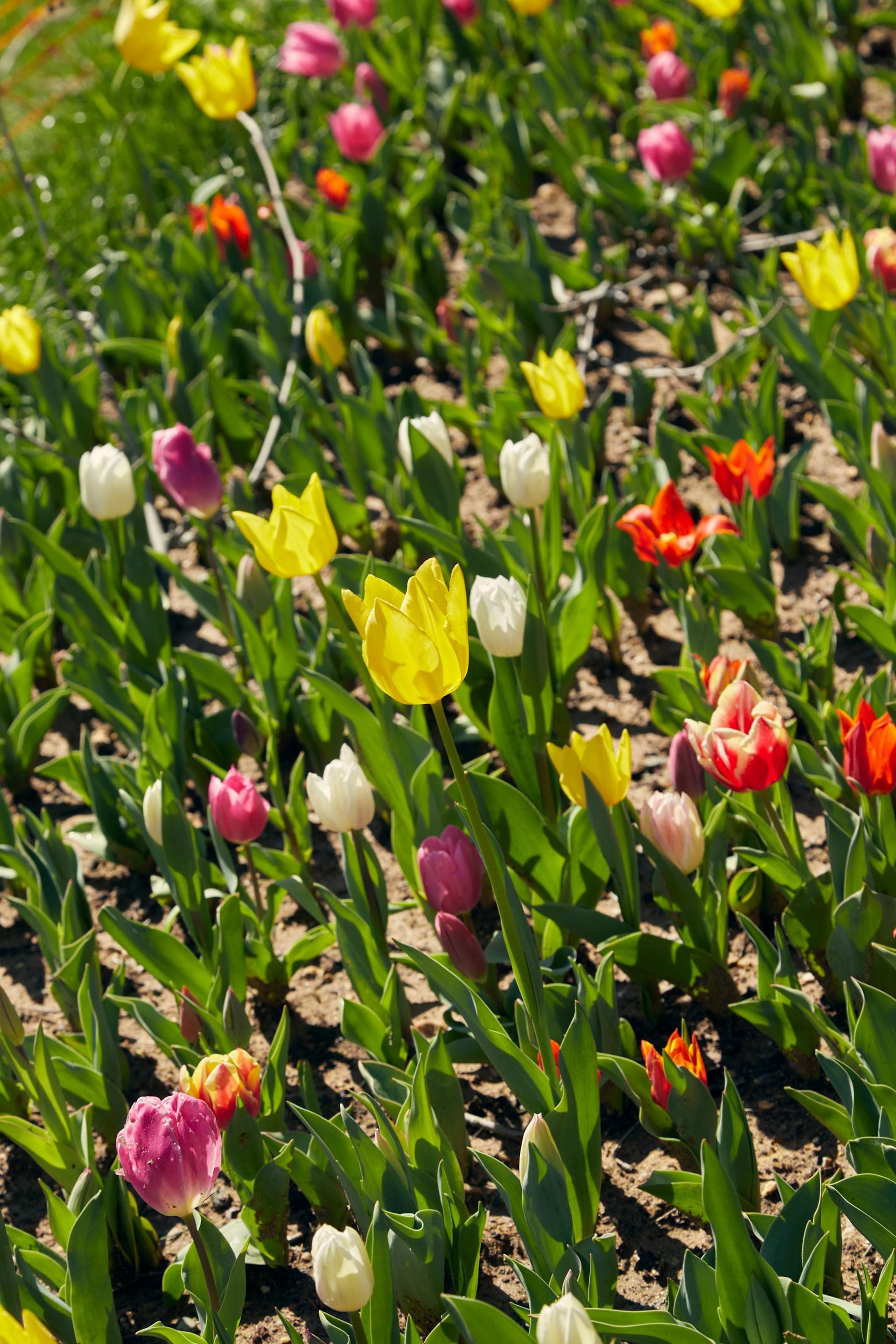 Emirgan park at tulip time